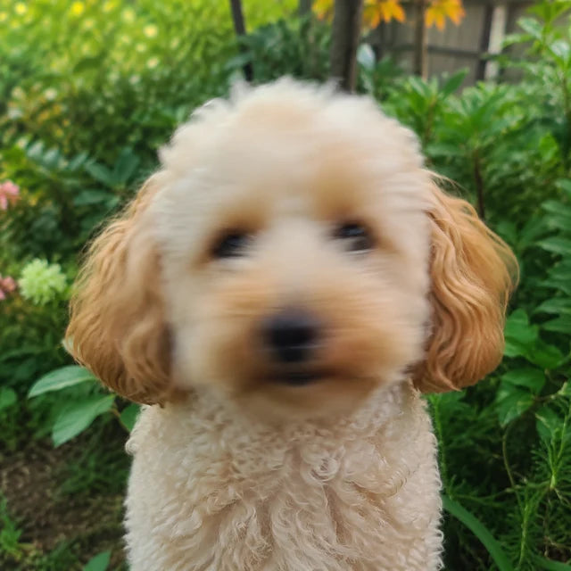 Unscharfes Hundefoto als ungeeignete Vorlage