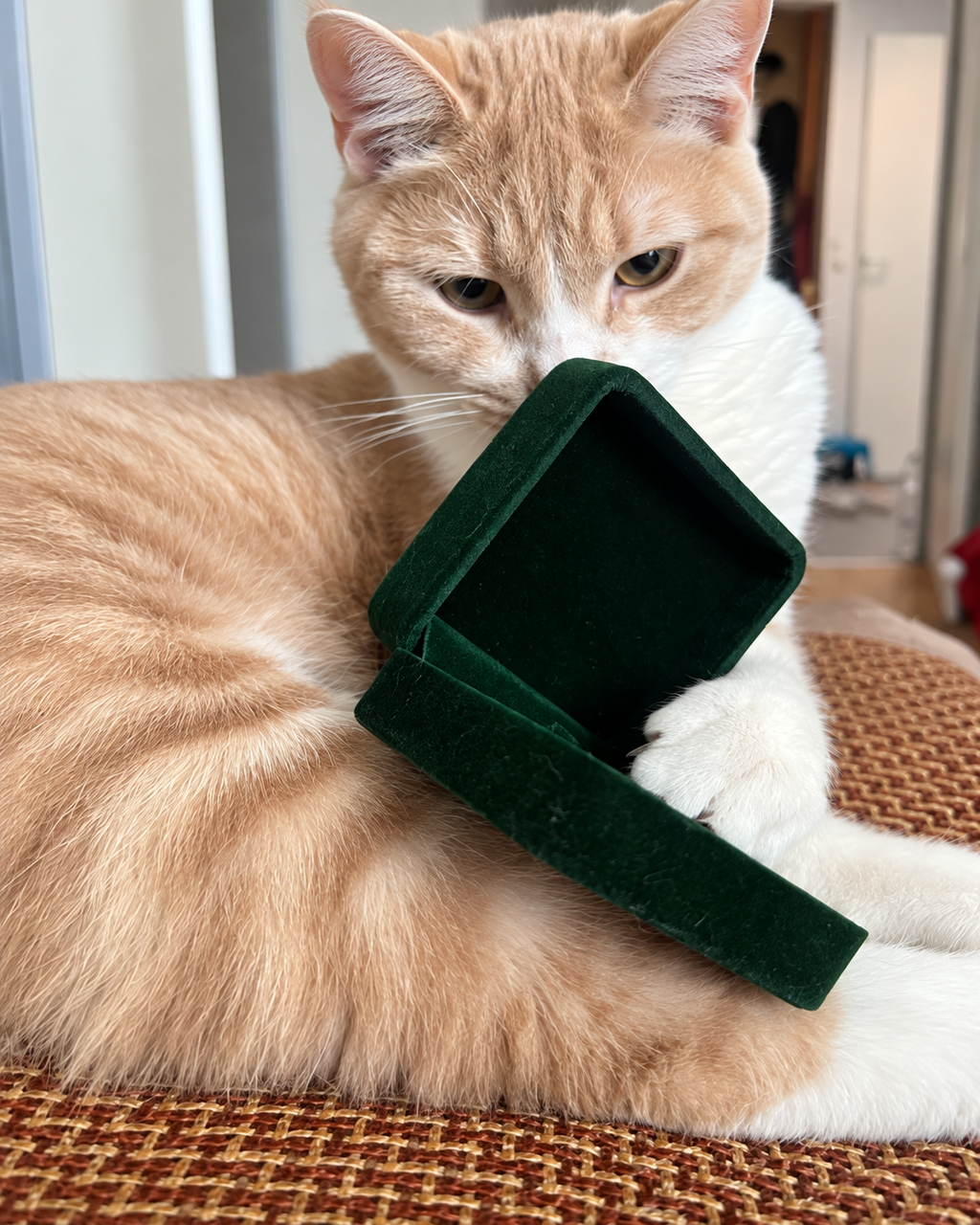 Cat beside a green Treuespur jewelry gift box